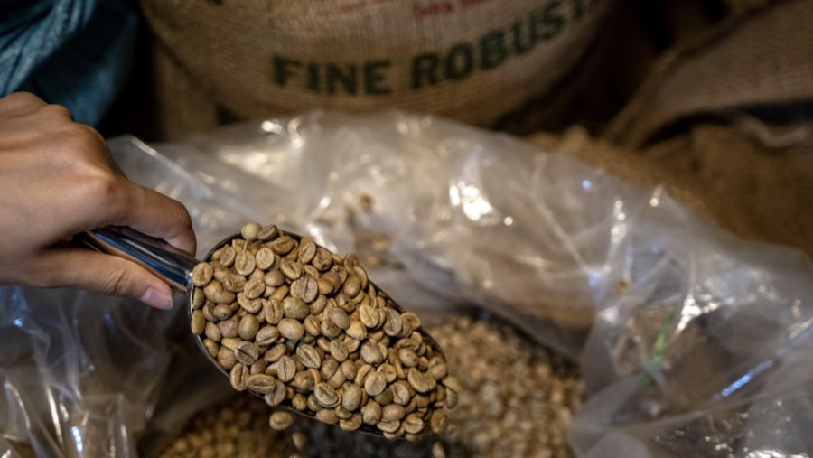 Biji kopi robusta (Sumber: Bloomberg)