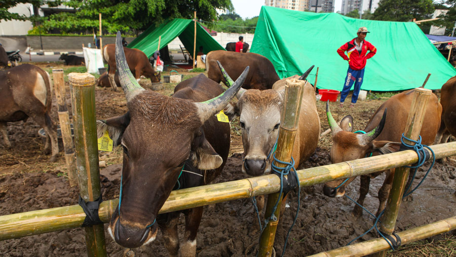 Suasana penjualan hewan kurban di kawasan Kuningan, Jakarta Selatan, Selasa (20/6/2023). (Bloomberg Technoz/ Andrean Kristianto)