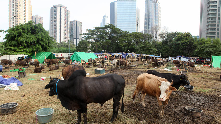 Dengan pemberian vaksin diharapkan hewan qurban sapi maupun kerbau itu tidak mudah terjangkit PMK. (Bloomberg Technoz/ Andrean Kristianto)