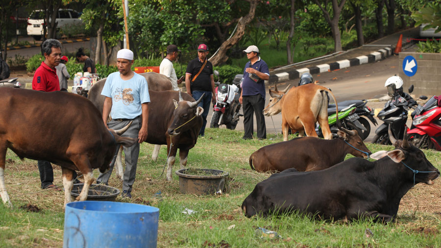 Tahun ini pemerintah Indonesia melalui Kemenag mengumumkan bahwa Idul Adha 1444 H jatuh pada 29 Juni 2023. (Bloomberg Technoz/ Andrean Kristianto)