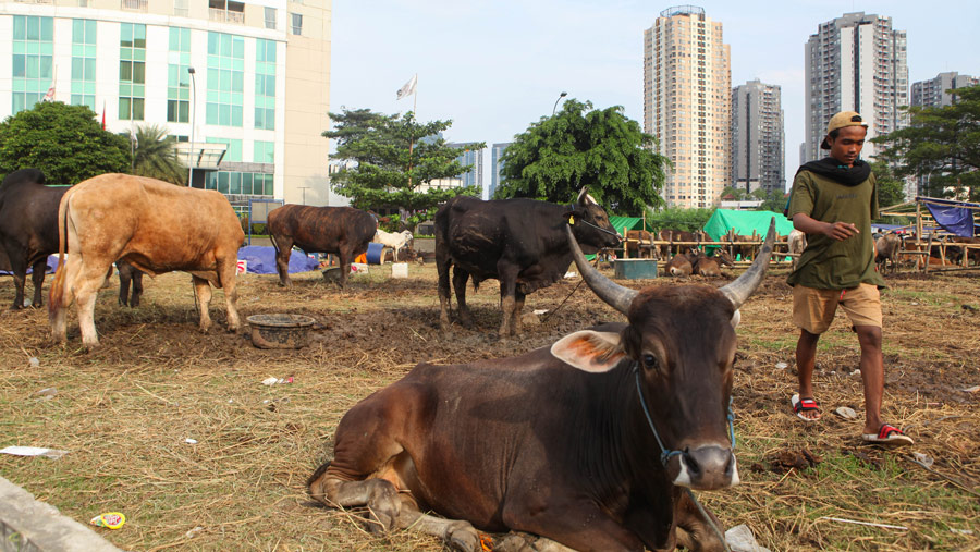 Suasana penjualan hewan kurban di kawasan Kuningan, Jakarta Selatan, Selasa (20/6/2023). (Bloomberg Technoz/ Andrean Kristianto)