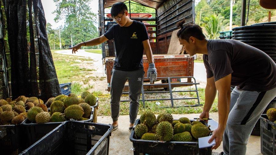 Pedagang menyortir varietas durian sebelum dimuat ke truk di sebuah kebun di Raub, Pahang, Malaysia, Minggu (18/6/2023). (Samsul Said/Bloomberg)