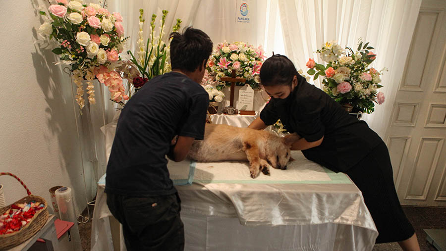 Pekerja menata hewan peliharaan di tempat persemayaman di kremasi hewan Pancaka, Jakarta, Senin (27/6/2023). (Bloomberg Technoz/ Andrean Kristianto)