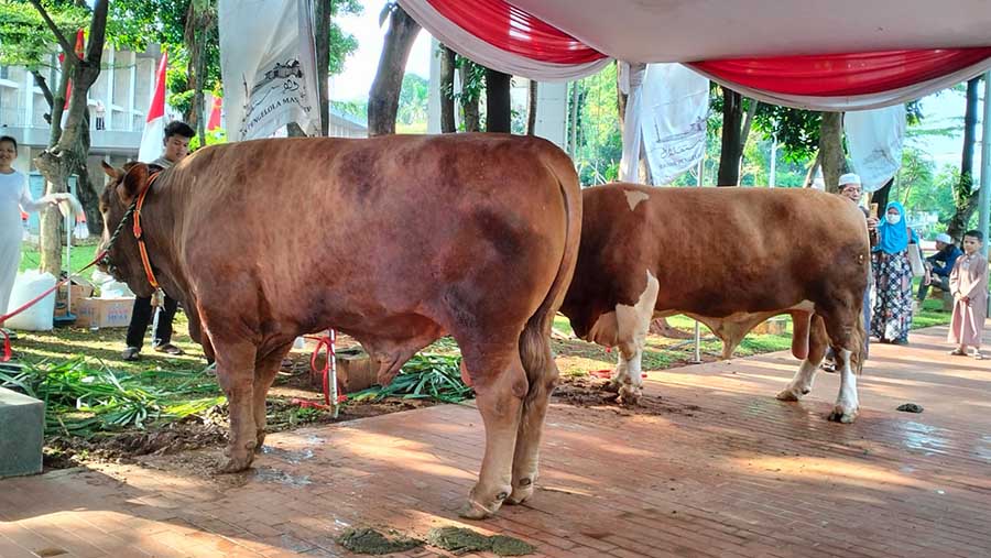 Wapres Ma'ruf Amin menyerahkan hewan sapi jenis Limousin yang berbobot 1,1 ton di Masjid Istiqlal, Jakarta. (Bloomberg Technoz/ Sultan Ibnu Affan)