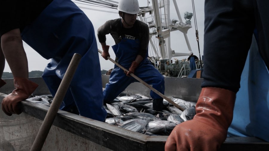 Ikan dari Jepang (Sumber: Bloomberg)