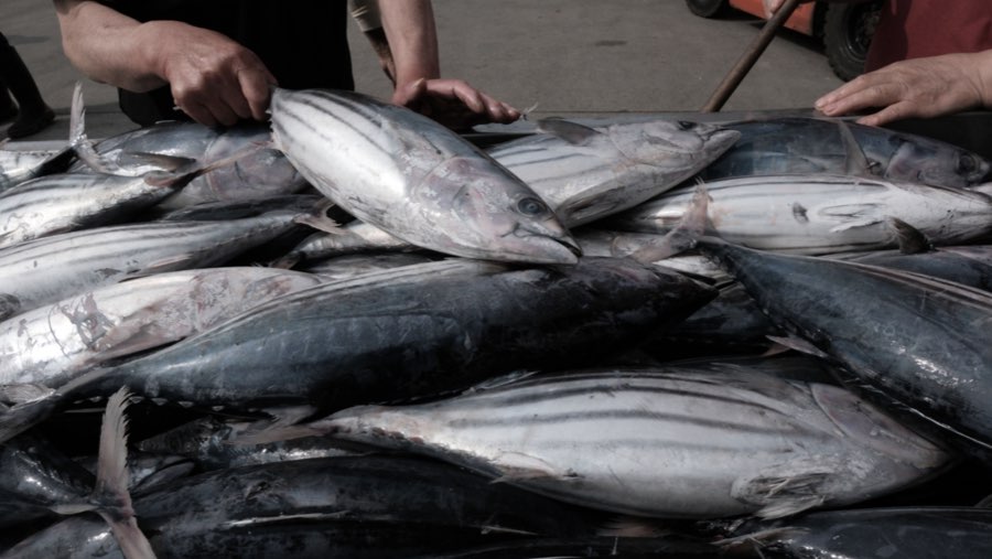 Hasil ikan dari Jepang (Sumber: Bloomberg)