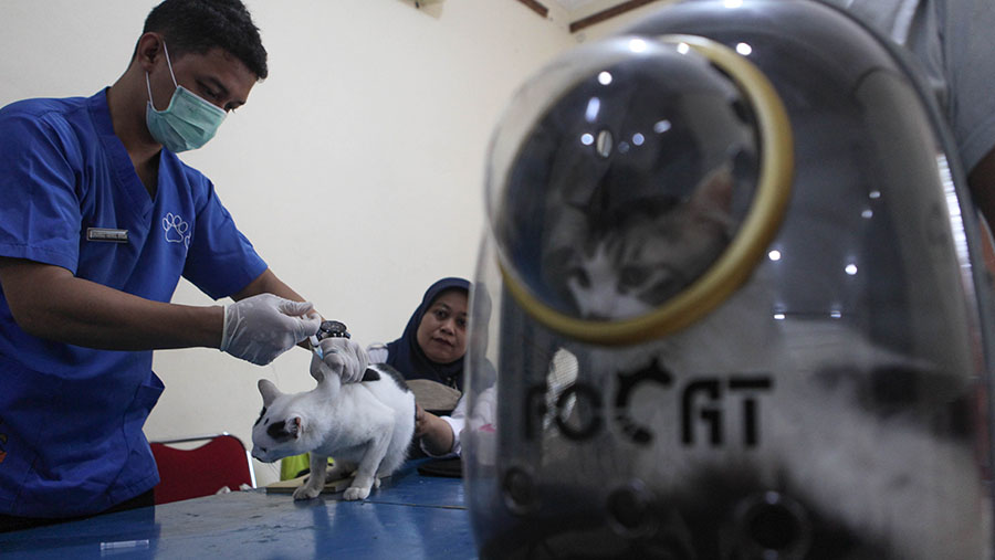 Adanya vaksinasi rabies gratis ini dimanfaatkan oleh sejumlah warga yang memeiliki hewan peliharaan. (Bloomberg Technoz/ Andrean Kristianto)