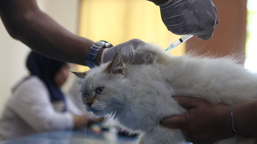 Petugas menyuntikkan vaksin rabies ke hewan peliharaan di Kuningan Barat, Jakarta, Rabu (12/7/2023). (Bloomberg Technoz/ Andrean Kristianto)