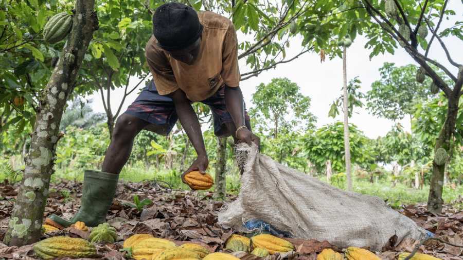 Ilustrasi petani kakao. (Sumber: Bloomberg)