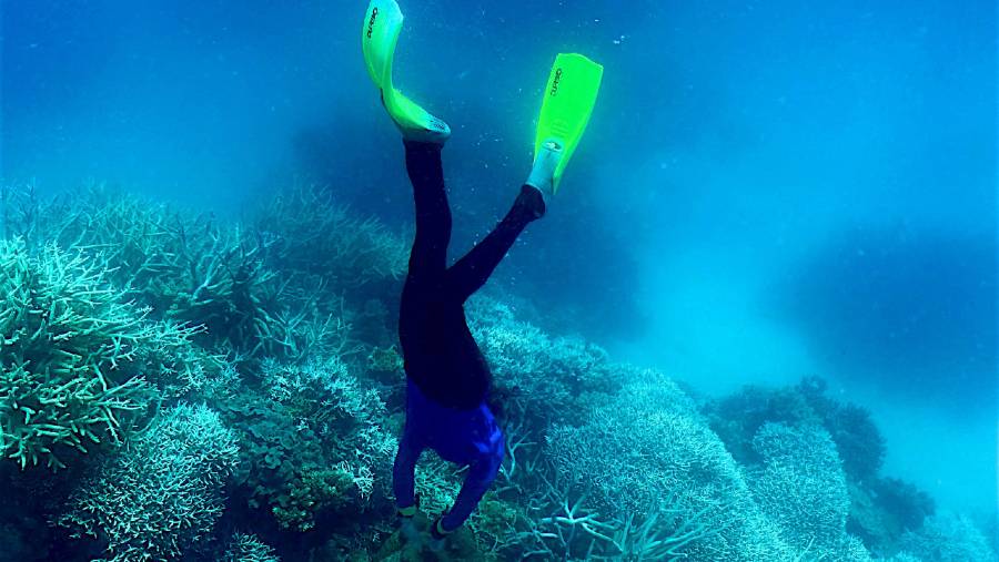 Great Barrier Reef di Australia. (Sumber: Bloomberg)