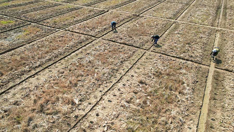 Petani di Subang salah satu wilayah penghasil beras terbesar, telah beralih dari menanam padi menjadi menanam sayuran antisipasi  musim kemarau.