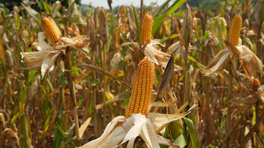 Jagung di lahan pertanian di Subang, Jawa Barat, Sabtu (29/7/2023). (Dimas Ardian/Bloomberg)