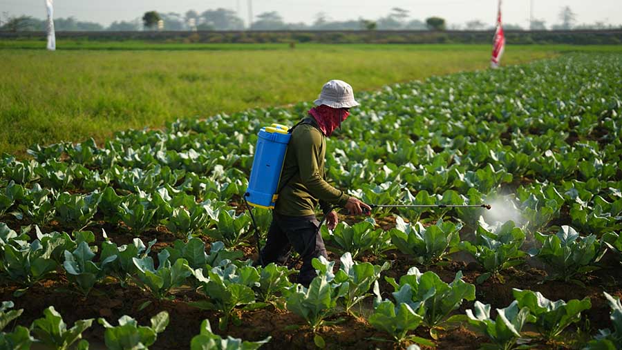 Seorang pekerja menyemprotkan pestisida pada kubis yang ditanam di bekas sawah di Subang, Jawa Barat, Sabtu (29/7/2023). (Dimas Ardian/Bloomberg)