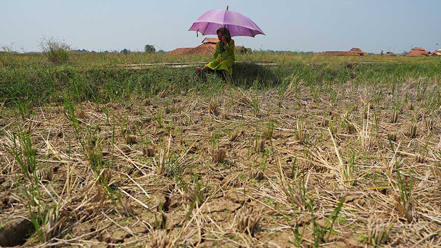 Ladang padi kering saat musim kemarau di Subang, Jawa Barat, Sabtu (29/7/2023). (Dimas Ardian/Bloomberg)
