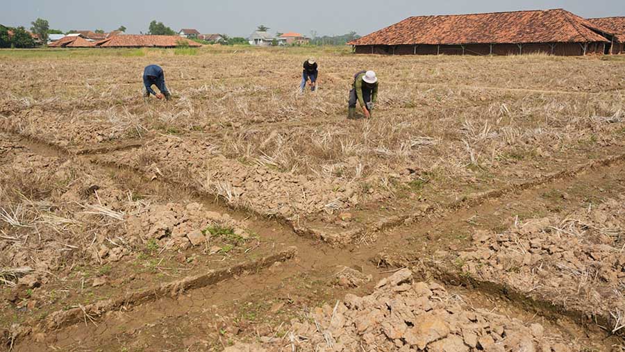 Petani menanam benih semangka di bekas sawah di Subang, Jawa Barat, Sabtu (29/7/2023). (Dimas Ardian/Bloomberg)
