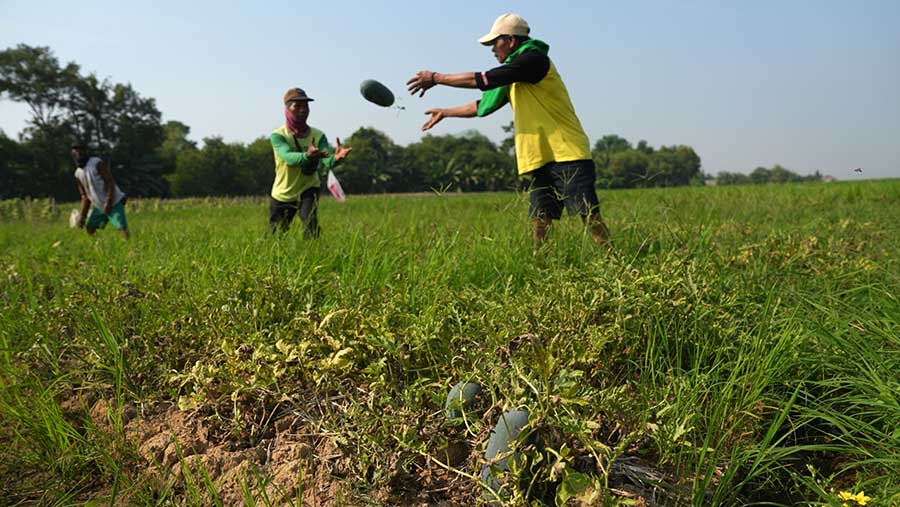 Petani memanen semangka di bekas sawah di Subang, Jawa Barat, Sabtu (29/7/2023). (Dimas Ardian/Bloomberg)