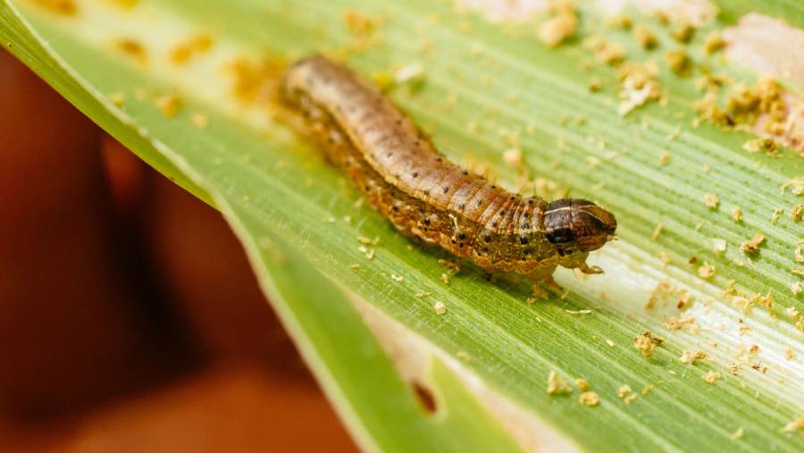 Larva ulat grayak musim gugur. (Sumber: Waldo Swiegers/Bloomberg)
