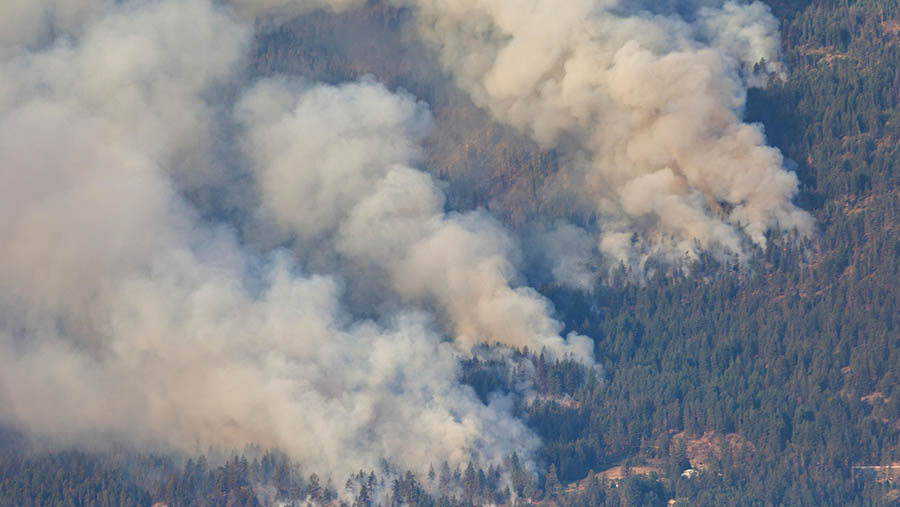 Di British Columbia, perintah evakuasi dikeluarkan untuk sebagian besar kota West Kelowna. (Cole Burston/Bloomberg)