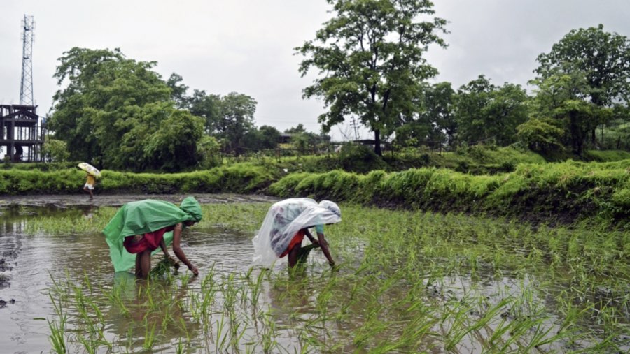 Petani menanam padi di India (Sumber: Bloomberg)