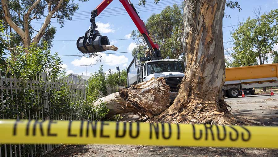 Pekerja memindahkan pohon tumbang usai Badai Tropis Hilary di Los Angeles, California, AS, Senin (21/8/2023). (Jill Connelly/Bloomberg)