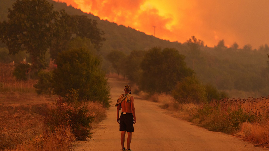 18 orang ditemukan tewas di Hutan Dadia di timur laut Yunani yang diduga adalah para migran. (Konstantinos Tsakalidis/Bloomberg)