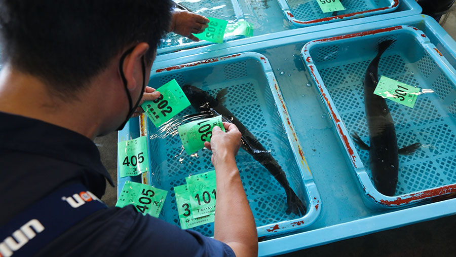 Pemerintah China akan 