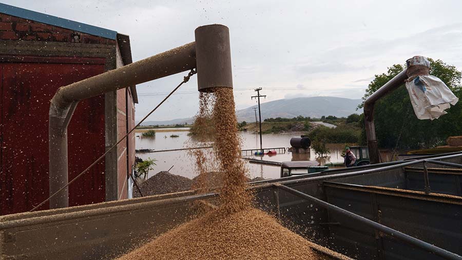 Para pekerja mengosongkan gudang gandum yang terancam banjir di Koutsochero, Larisa, Yunani, Kamis (7/9/2023). (Konstantinos Tsakalidis/Bloomberg)