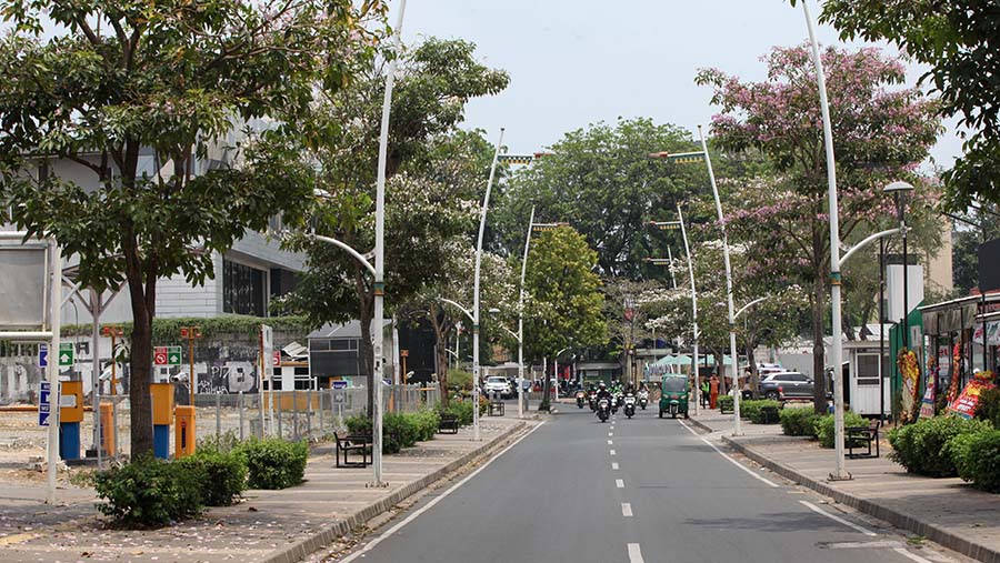 Selain di kawasan Sudirman, bunga tebebuya juga mekar di Kemang Raya, Jakarta Selatan. (Bloomberg Technoz/Andrean Kristianto)