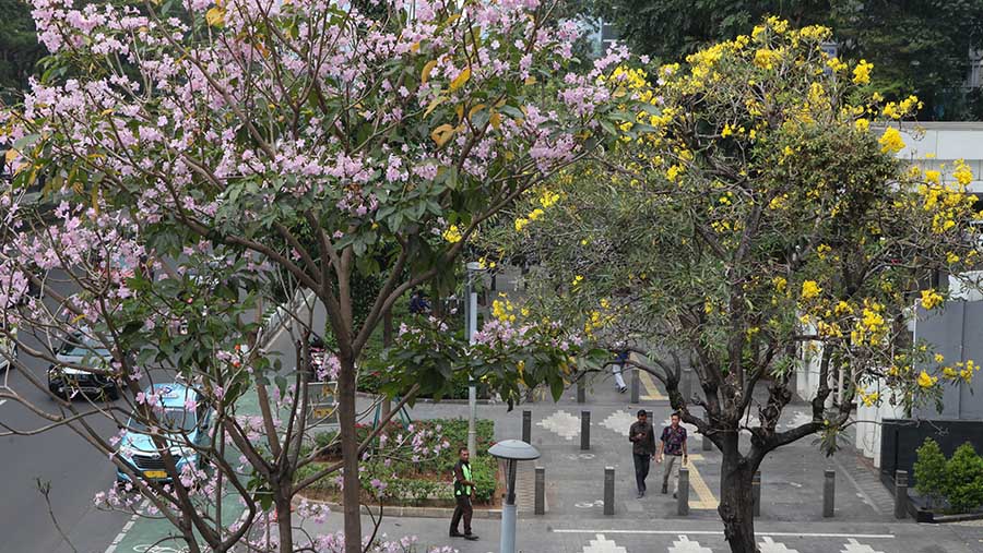 Bunga pohon tabebuya sedang dalam masa mekar yang mempesona, menghiasi jalanan di Jakarta. (Bloomberg Technoz/Andrean Kristianto)