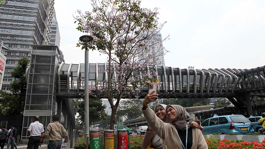 Mekarnya bunga pohon tabebuya dimanfaatkan warga untuk mengabadikan momen tersebut melalui perangkat gawai. (Bloomberg Technoz/Andrean Kristianto)