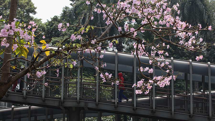 Bunga tabebuya ini disebut-sebut mirip dengan bunga Sakura yang ada di Jepang. (Bloomberg Technoz/Andrean Kristianto)