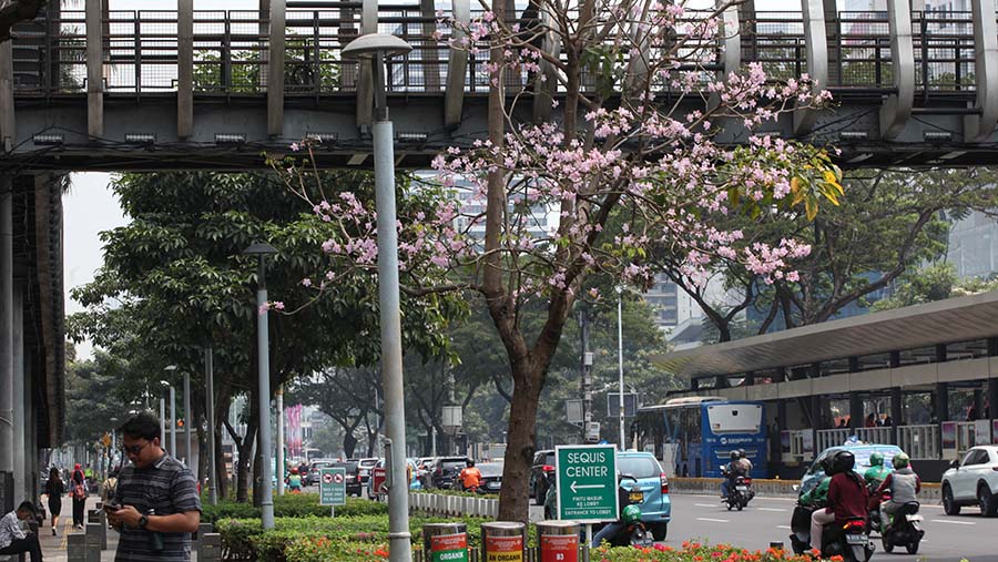 Bunga pohon tabebuya mekar di kawasan Jend. Sudirman, Jakarta, Senin (18/9/2023). (Bloomberg Technoz/Andrean Kristianto)