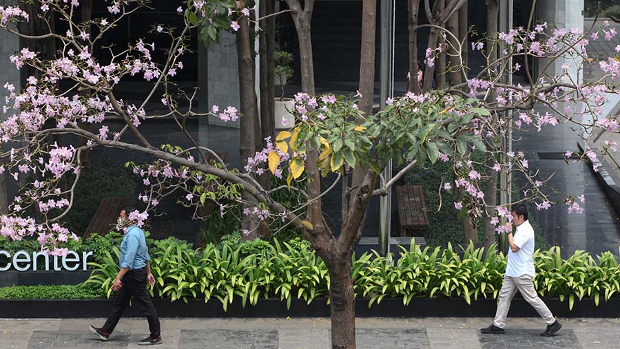 Warga berjalan di dekat pohon tabebuya di kawasan Jend. Sudirman, Jakarta, Senin (18/9/2023). (Bloomberg Technoz/Andrean Kristianto)