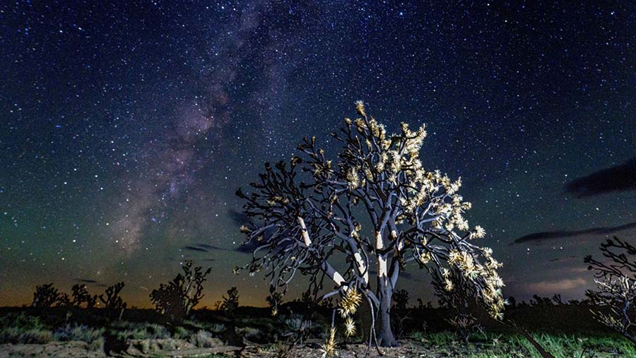 Pohon Joshua yang hangus terbakar oleh Kebakaran York di Cagar Alam Nasional Mojave, California, AS, Kamis (14/9/2023).  (Kyle Grillot/Bloomberg)