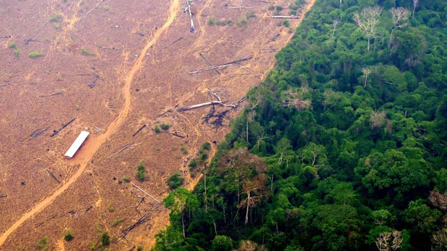 Pemanfaatan hutan untuk lahan perkebunan. (Dok: Bloomberg)