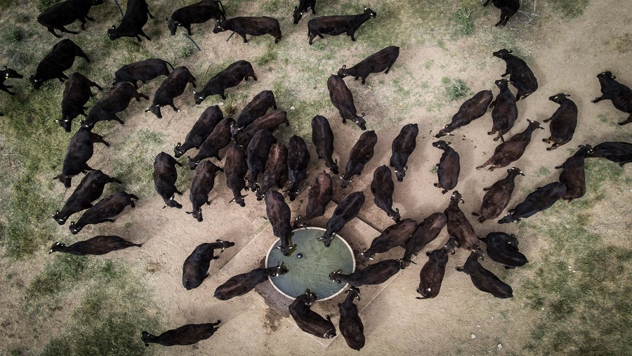 Sapi-sapi di peternakan Australia.  (David Gray/Bloomberg)