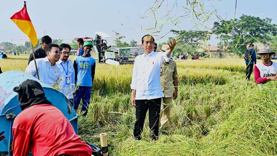 Presiden Jokowi mengikuti panen raya padi di Desa Ciasem Girang, Subang, Jawa Barat, Minggu (8/10/2023). (Foto: BPMI Setpres/Laily Rachev)