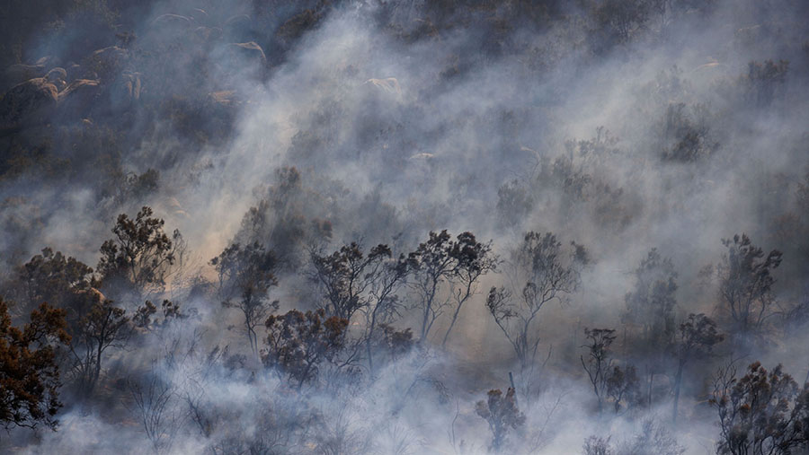 Suhu di Aguanga turun di bawah 50 derajat Fahrenheit pada malam hari. (Ethan Swope/Bloomberg)