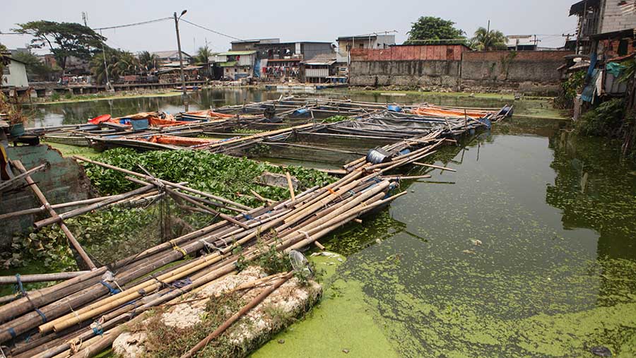 Di dalam kampung terdapat tambak ikan yang dimiliki warga. (Bloomberg Technoz/Andrean Kristianto)