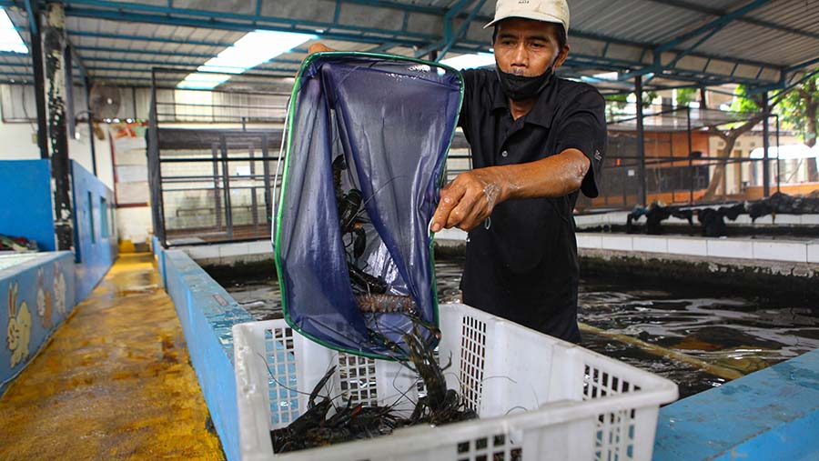 Peternak dapat memanen lobster air tawar dan menjualnya setelah lima bulan (Bloomberg Technoz/Andrean Kristianto)