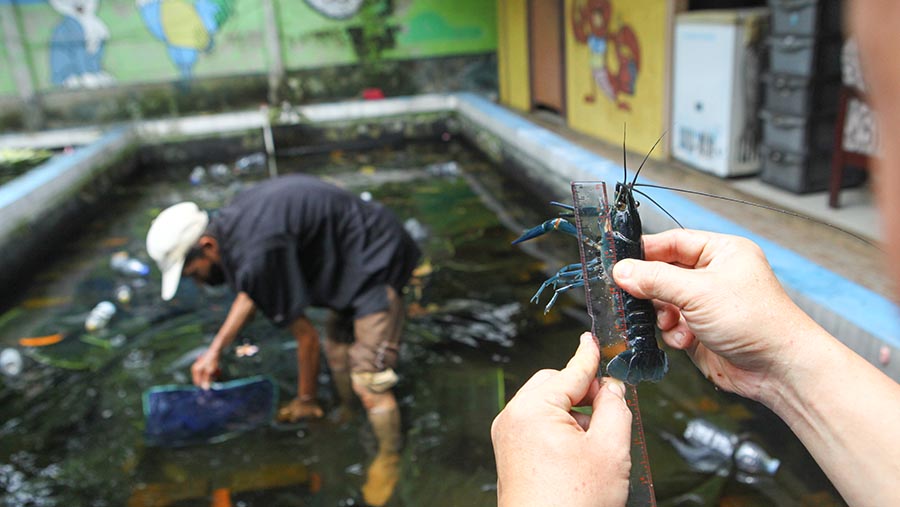 Harga lobster air tawar bervariasi dari Rp100.000 hingga Rp250.000. (Bloomberg Technoz/Andrean Kristianto)