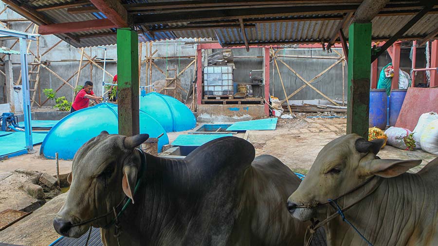 Tangki biodigester yang mengolah kotoran sapi menjadi biogas di Cikoko, Pancoran, Jumat (8/12/2023). (bloomberg Technoz/Andrean Kristianto)