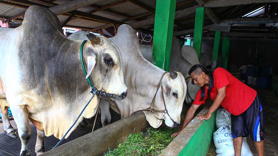 Limbah kotoran sapi tersebut hasil dari 37 ekor sapi yang berada dipeternakan sapi ini. (Bloomberg Technoz/Andrean Kristianto)