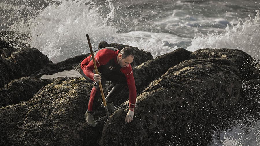 Para nelayan teritip angsa tersebut haru mencari dengan cara loncat-loncat di antara batu-batu tajam. (Baris Lorenzo/Bloomberg)