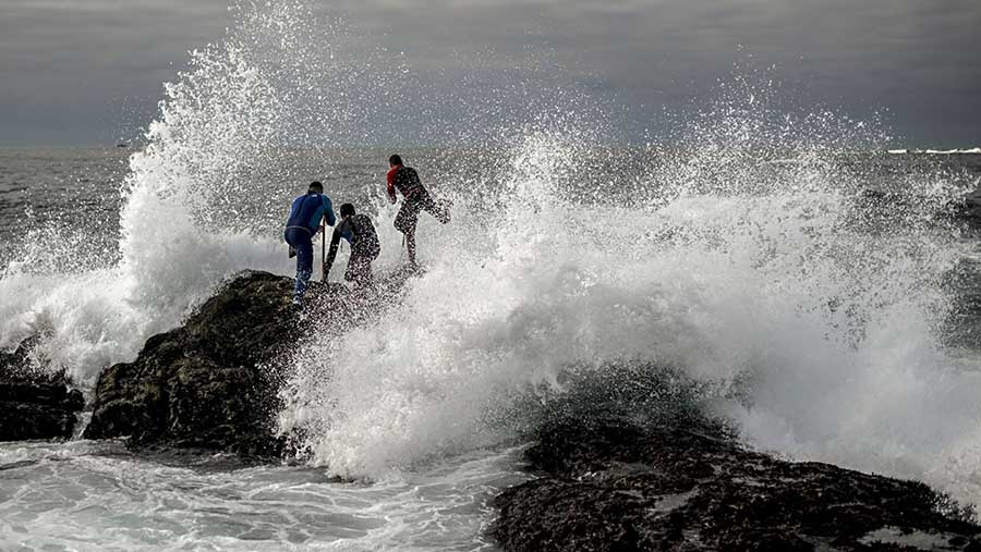 Di pesisir Galisia, Spanyol, terdapat nelayan yang menjalani tradisi berbahaya menjelang Natal yang dikenal sebagai 