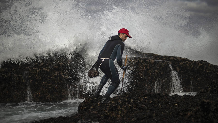 Nelayan memanen teritip angsa, makanan khas Natal Spanyol, di pantai Cabo Roncudo di A Coruna, Spanyol, Senin (18/12/2023). (Baris Lorenzo/Bloomberg)