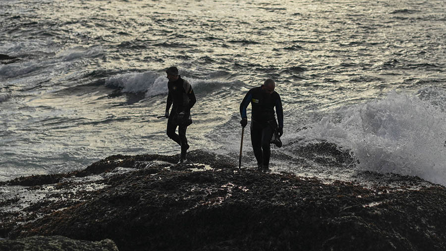 Dengan tongkat tajam dan pakaian khusus, para percebeiros menunjukkan keahlian luar biasa mereka dalam menaklukkan laut. (Baris Lorenzo/Bloomberg)