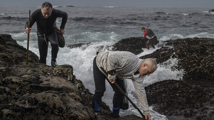 Dengan penuh keberanian, mereka menantang ombak dan batu-batu tajam demi mencari barnakel gooseneck. (Baris Lorenzo/Bloomberg)