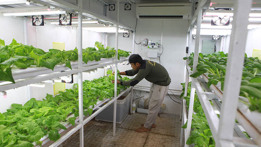 Pekerja merawat tanaman hidropinik di dalam kontainer di Agro Edukasi Wisata, Ragunan, Rabu (3/1/2024). (Bloomberg Technoz/Andrean Kristianto)