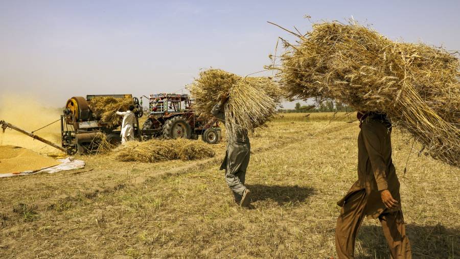 Memanen gandum di Chiniot, Punjab, Pakistan pada April 2023. (Fotografer: Asad Zaidi/Bloomberg)